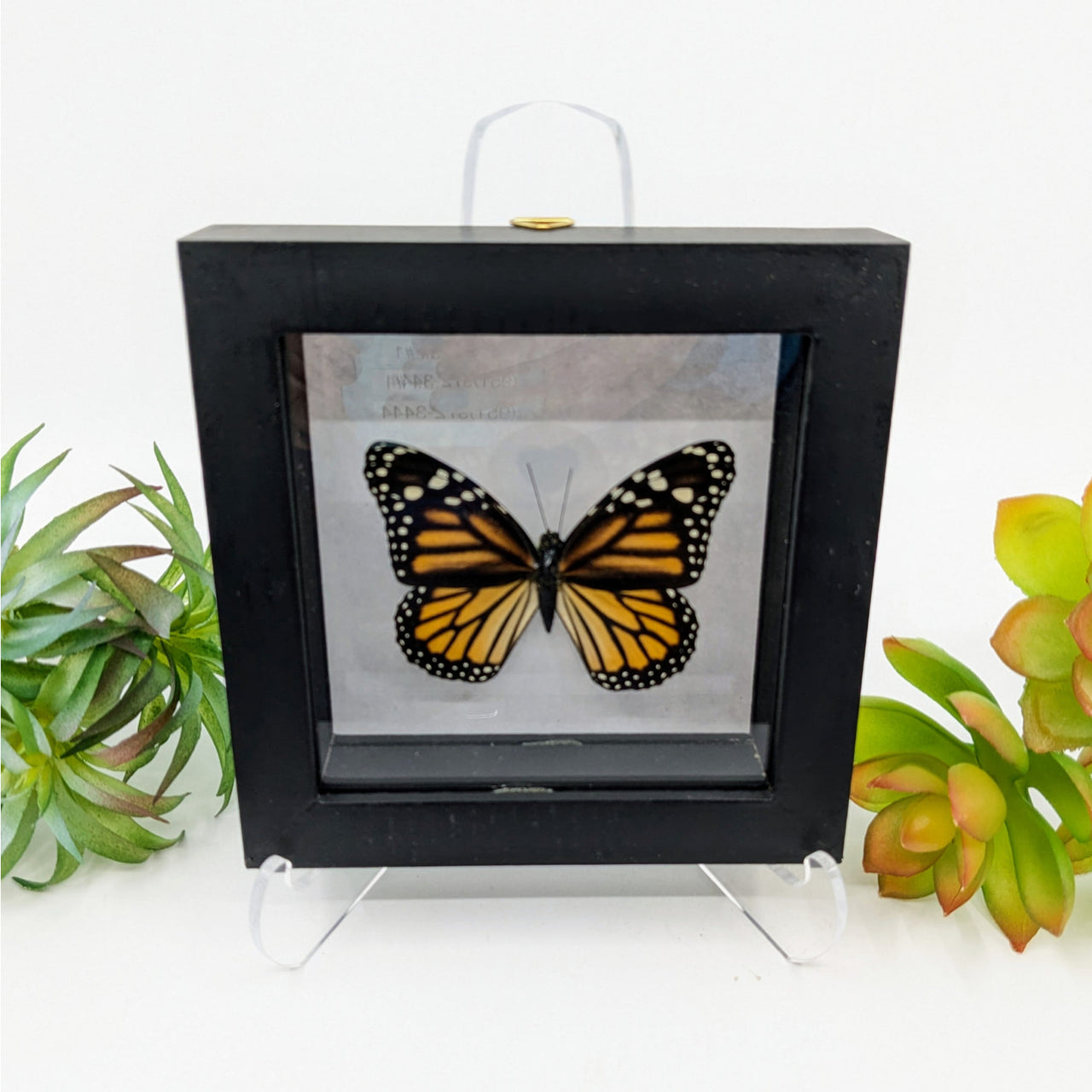 Monarch Butterfly in Black Medium Frame #MON1 - $54