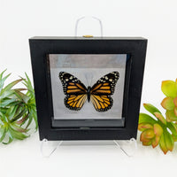 Thumbnail for Monarch Butterfly in Black Medium Frame #MON1 - $54