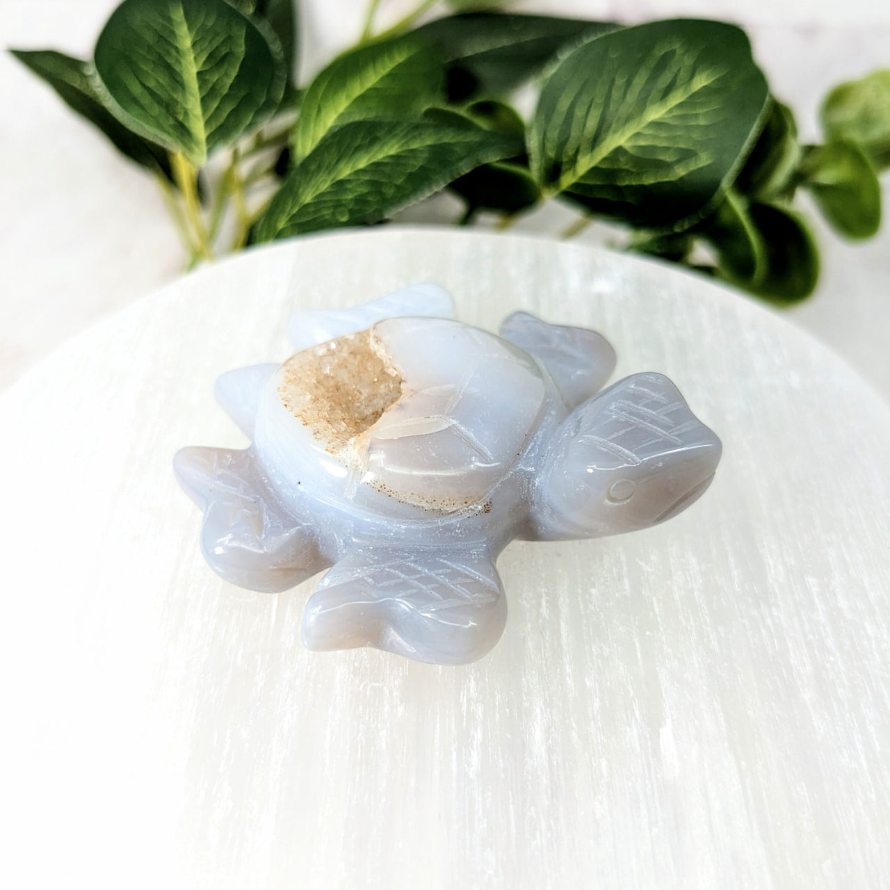 White and blue sea glass turtle with small shell - Natural Agate 2.2’ Druzy Turtle #LV2332