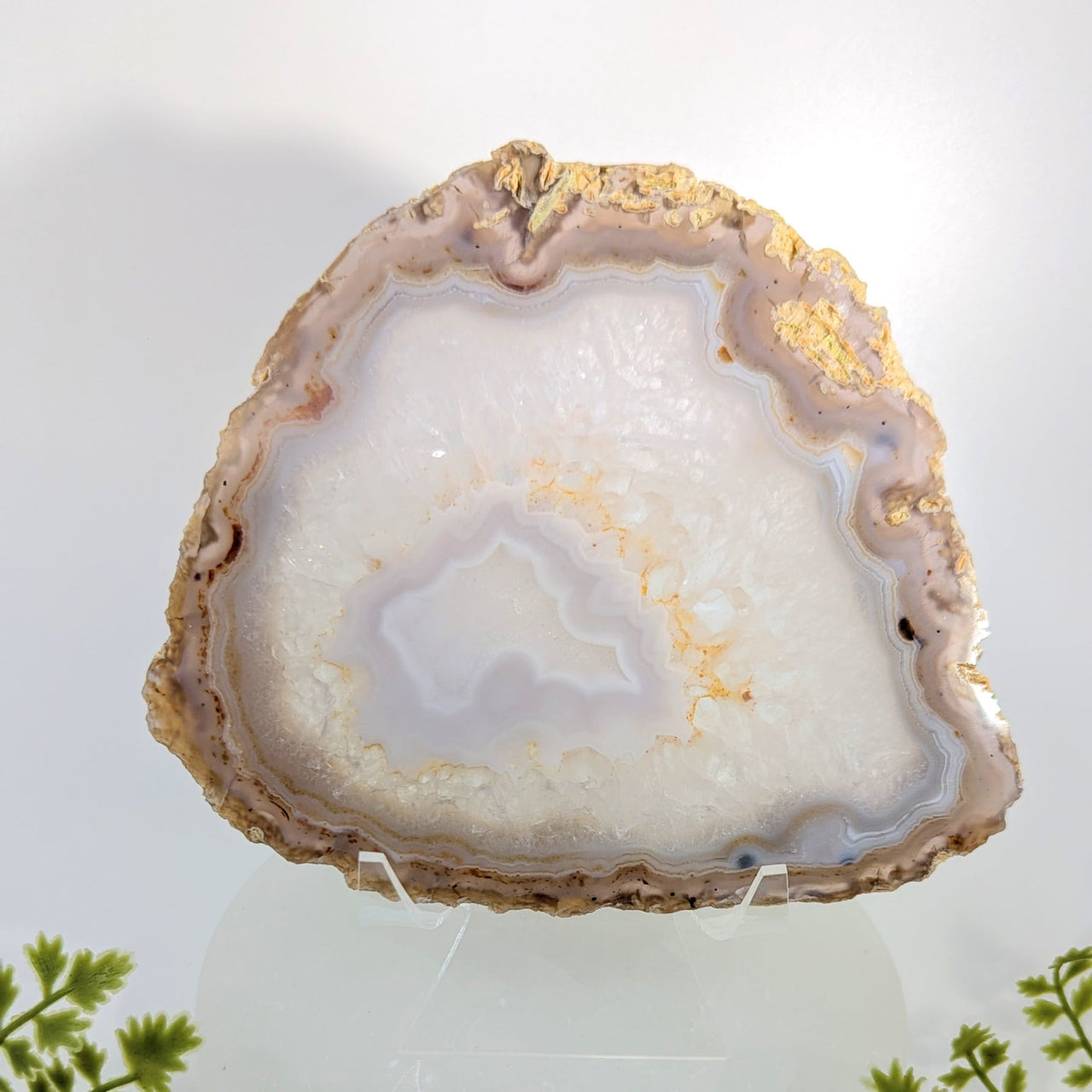 Natural Agate 5.8’’ Polished Slice #BC1253 geode with golden veins