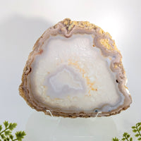 Natural Agate 5.8’’ Polished Slice #BC1253 geode with golden veins