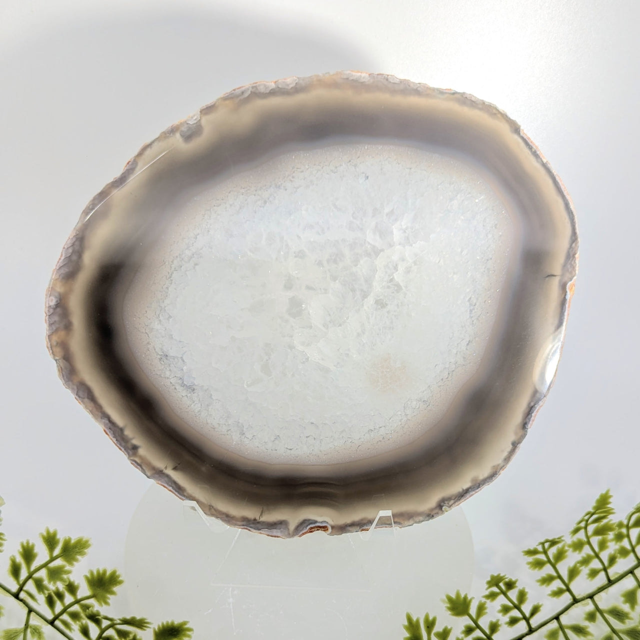 Natural agate 6.75-inch polished slice #BC1254 with white and gray bands