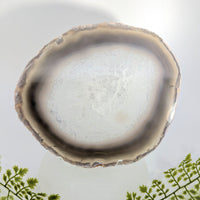 Natural agate 6.75-inch polished slice #BC1254 with white and gray bands