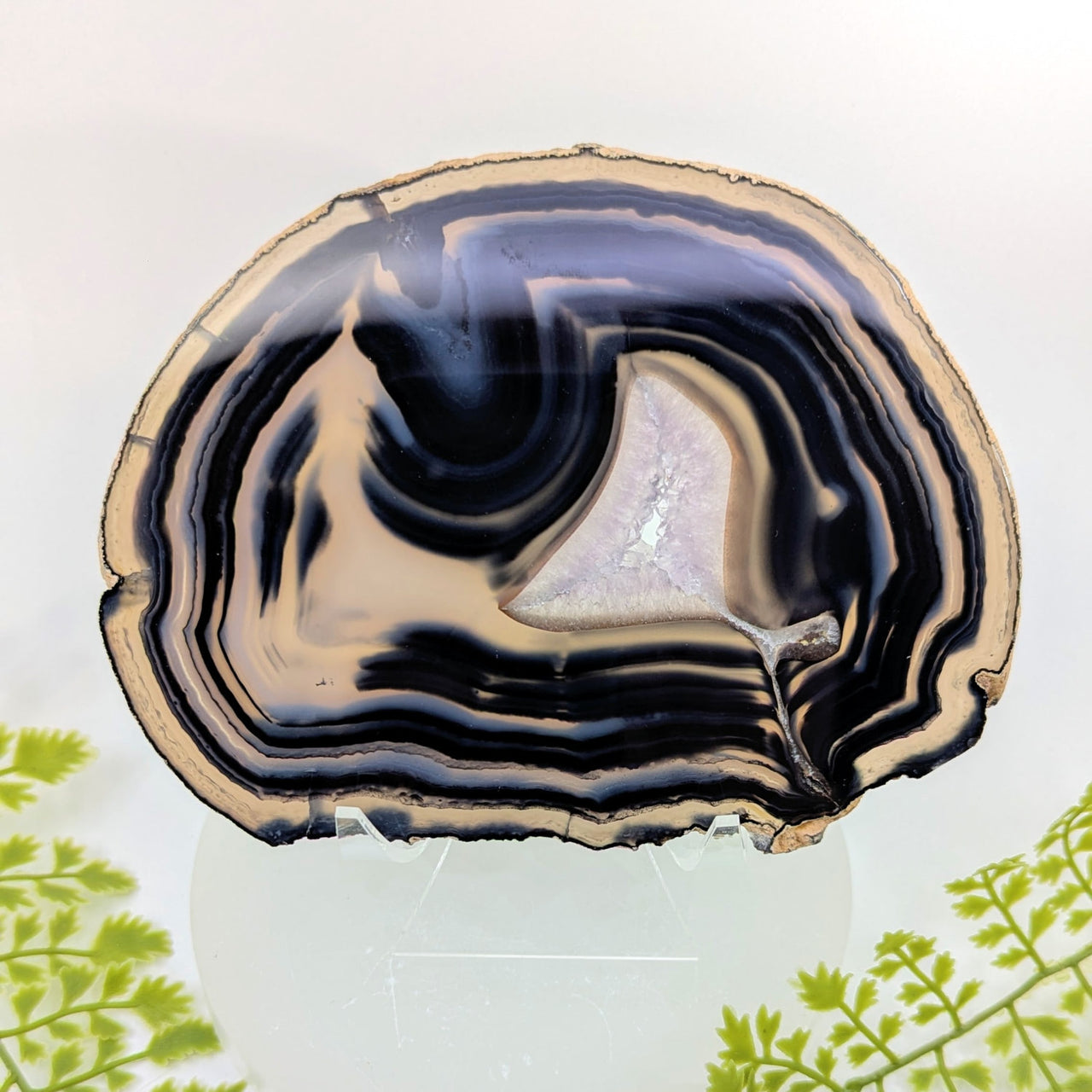 Natural Black Agate 6.2’’ Polished Slice #BC1251 with blue bands