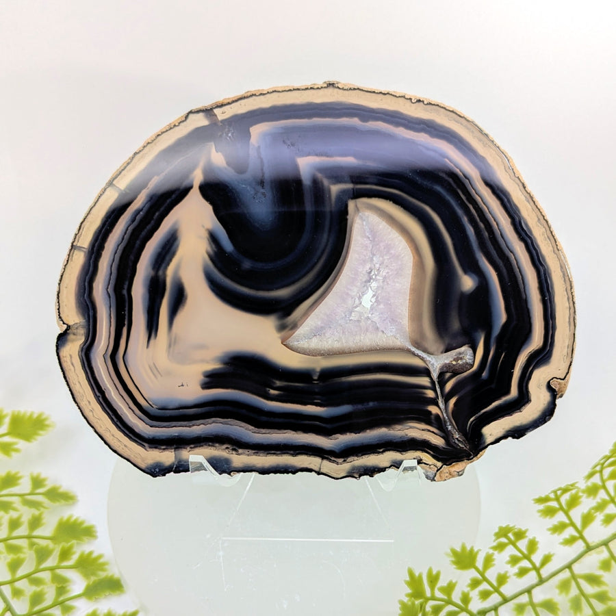 Natural Black Agate 6.2’’ Polished Slice #BC1251 with blue bands