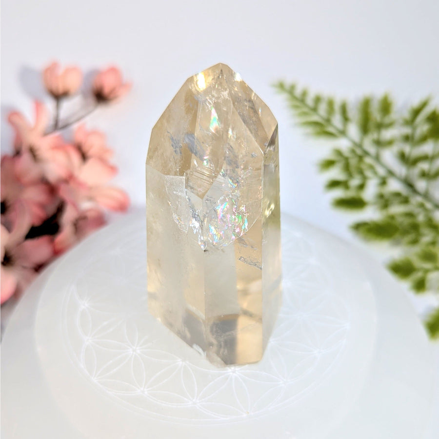 Natural Citrine 3’’ Generator from Brazil #BC0732 golden quartz crystal