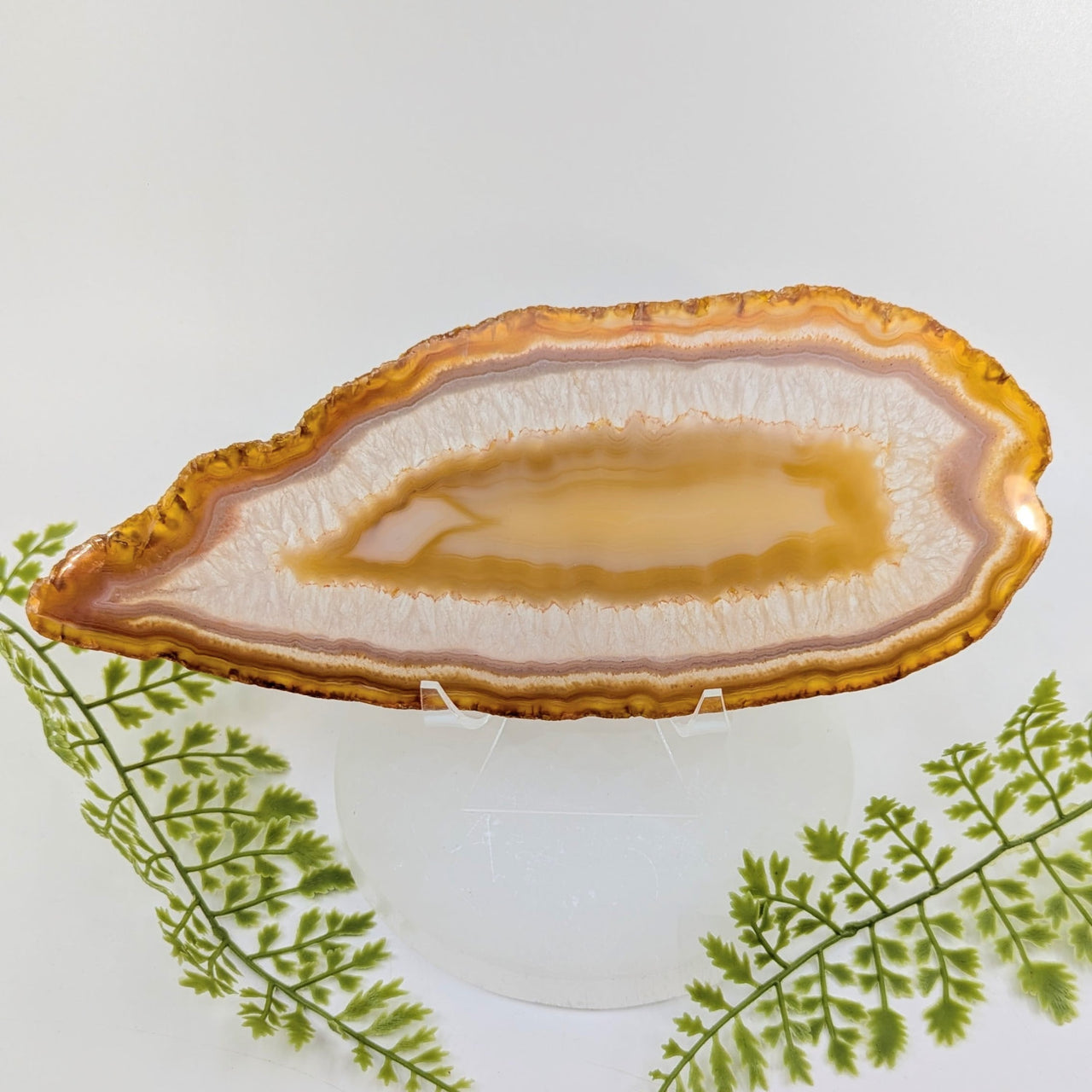 Natural Gold Agate 9.5’’ Polished Oval Geode Slice #BC1250