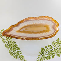 Natural Gold Agate 9.5’’ Polished Oval Geode Slice #BC1250
