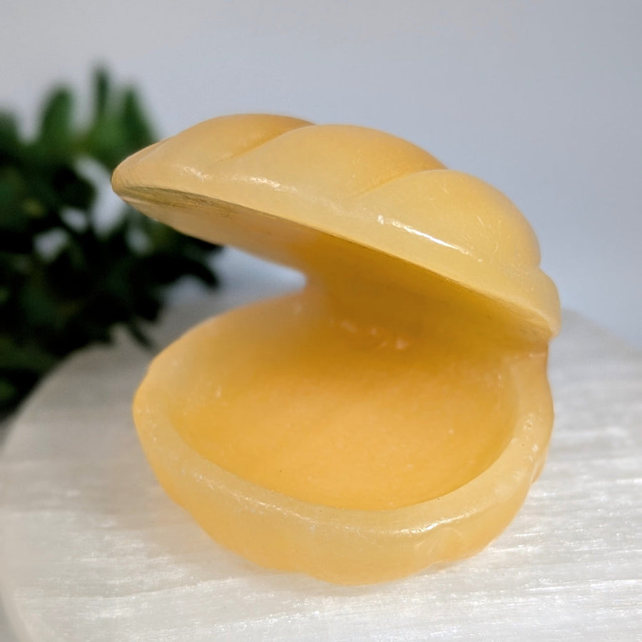 Orange calcite 2.6 inch open clam shell carving keepsake box #BC0641