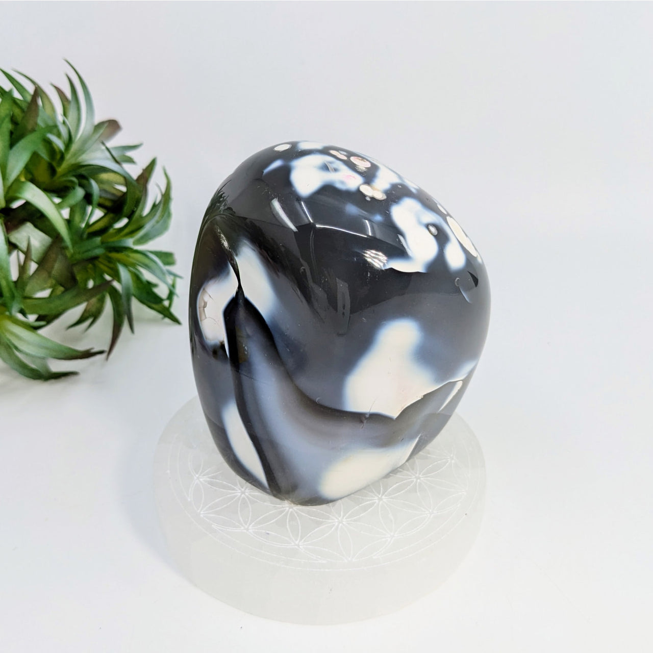 Orca Agate 3.6’’ Freeform gem with black and white patterns for referral history rewards