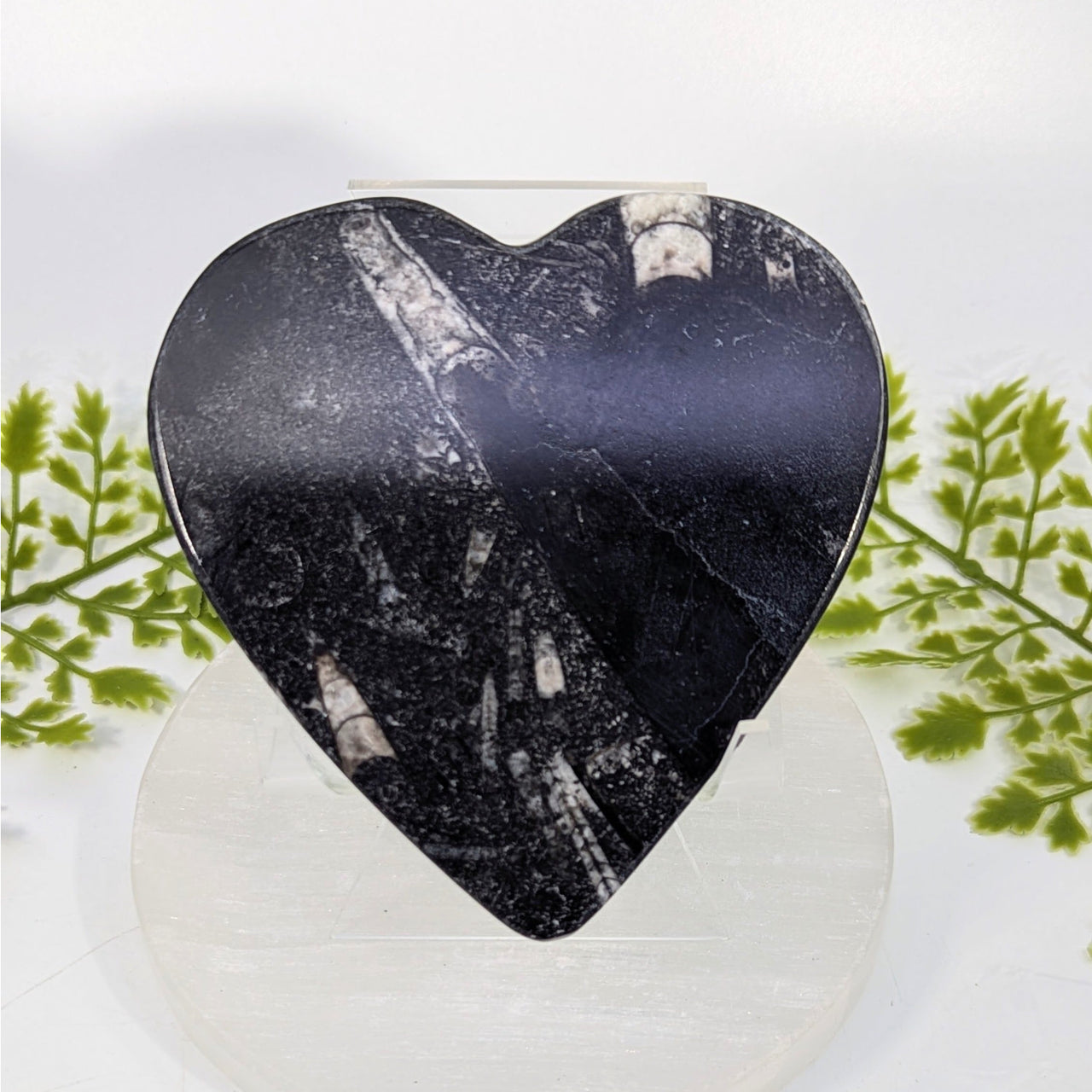 Orthoceras 4" Flat Polished Heart #BC1499