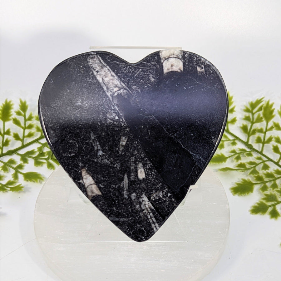 Orthoceras 4" Flat Polished Heart #BC1499