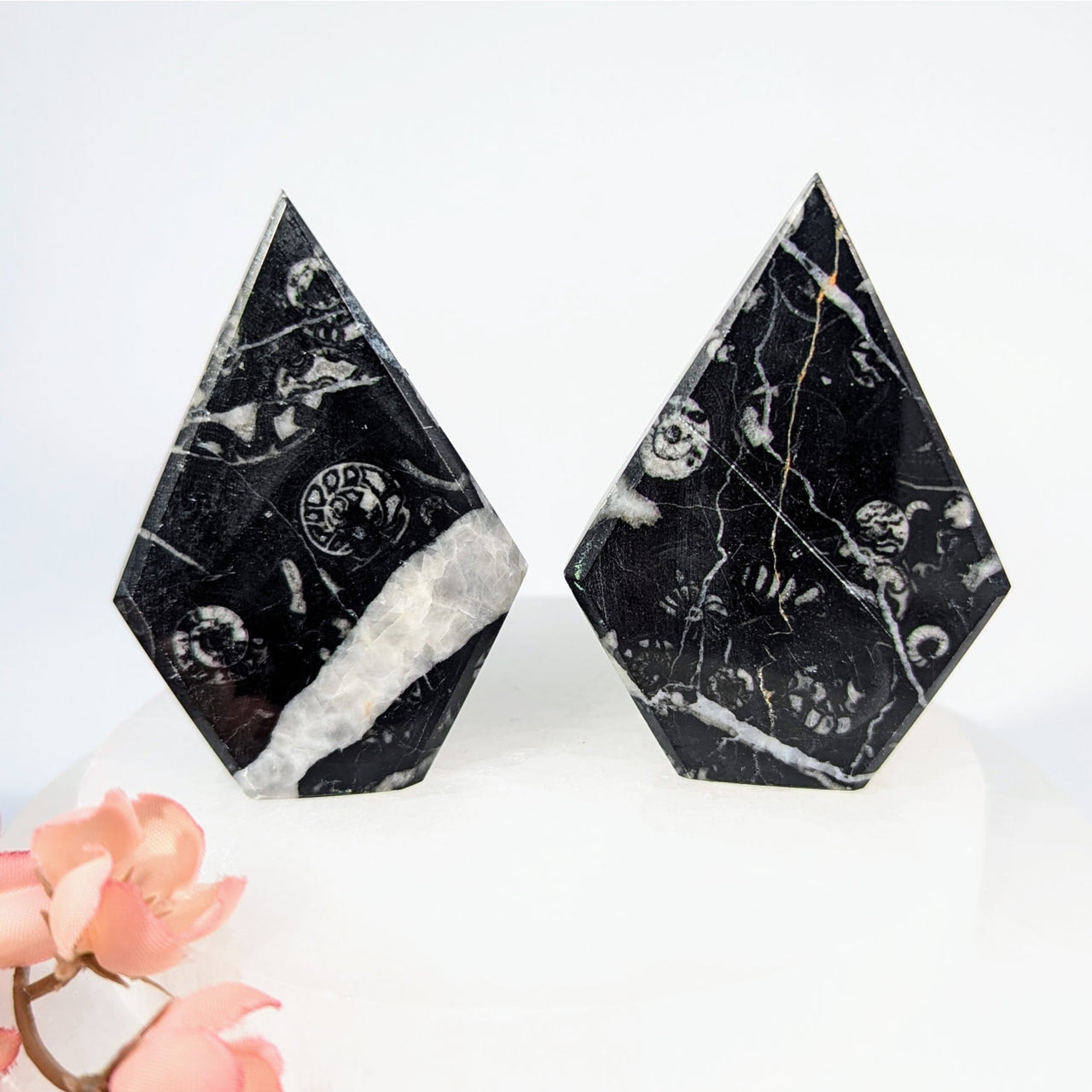 Black and white marble Orthoceras fossil teardrop bookends 2.5 inch