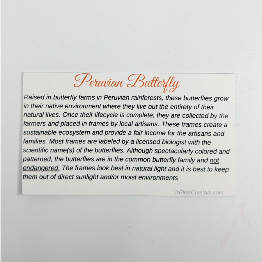 Peruvian Butterfly Information Card showcasing colorful butterfly species from Peru