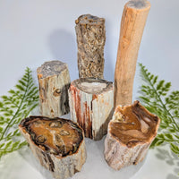 Petrified Wood 1.3-5’’ half polished stump-log #BC1149 with unique patterns
