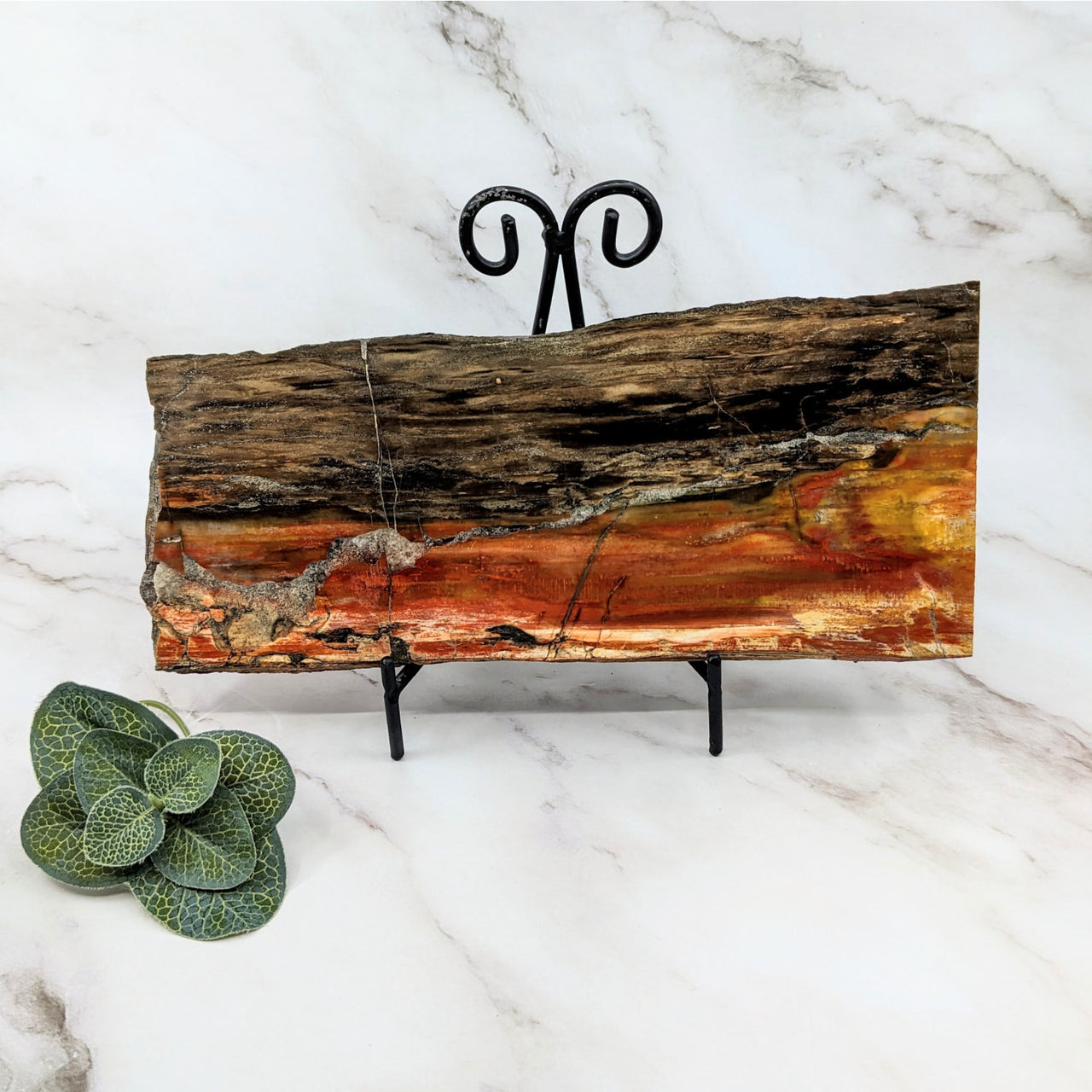 Petrified Wood 11’ Slab #LV5749 on Metal Stand in a Flat Shape for Unique Decor