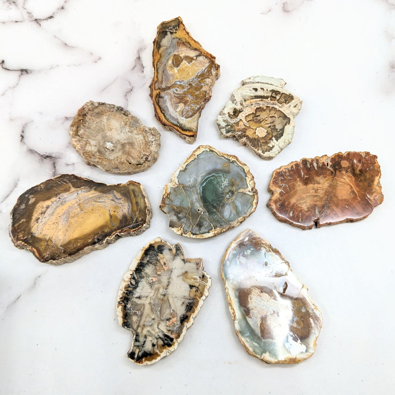 Close-up of oysters on a marble surface with Petrified Wood Small Slab #LV2244 in flat shape