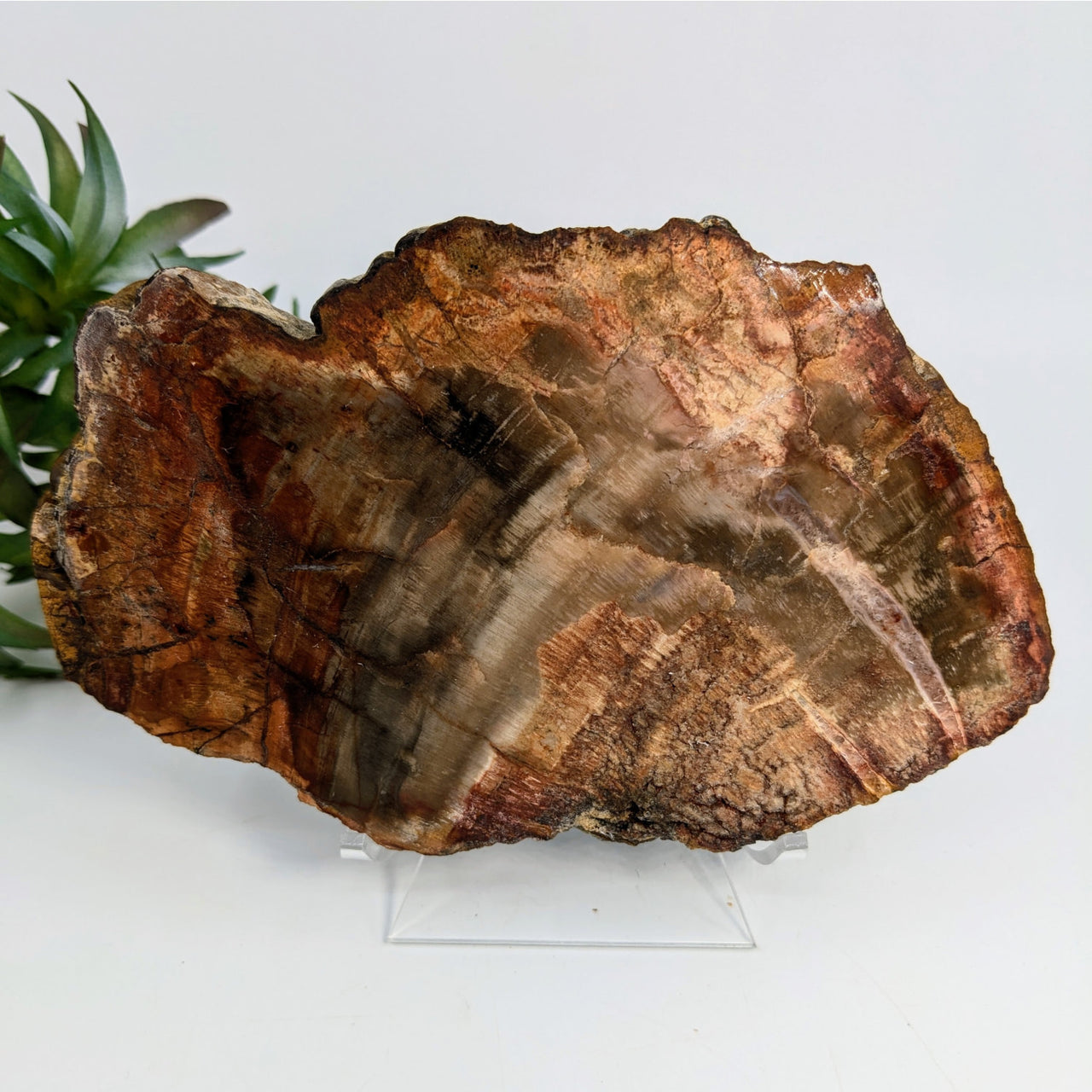 Polished Petrified Wood 7’’ Slab #LV6905 showcasing brown and gray mineralization