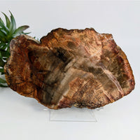 Thumbnail for Polished Petrified Wood 7’’ Slab #LV6905 showcasing brown and gray mineralization