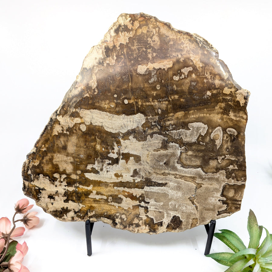 Polished petrified wood slab on stand showcasing natural patterns and rich colors