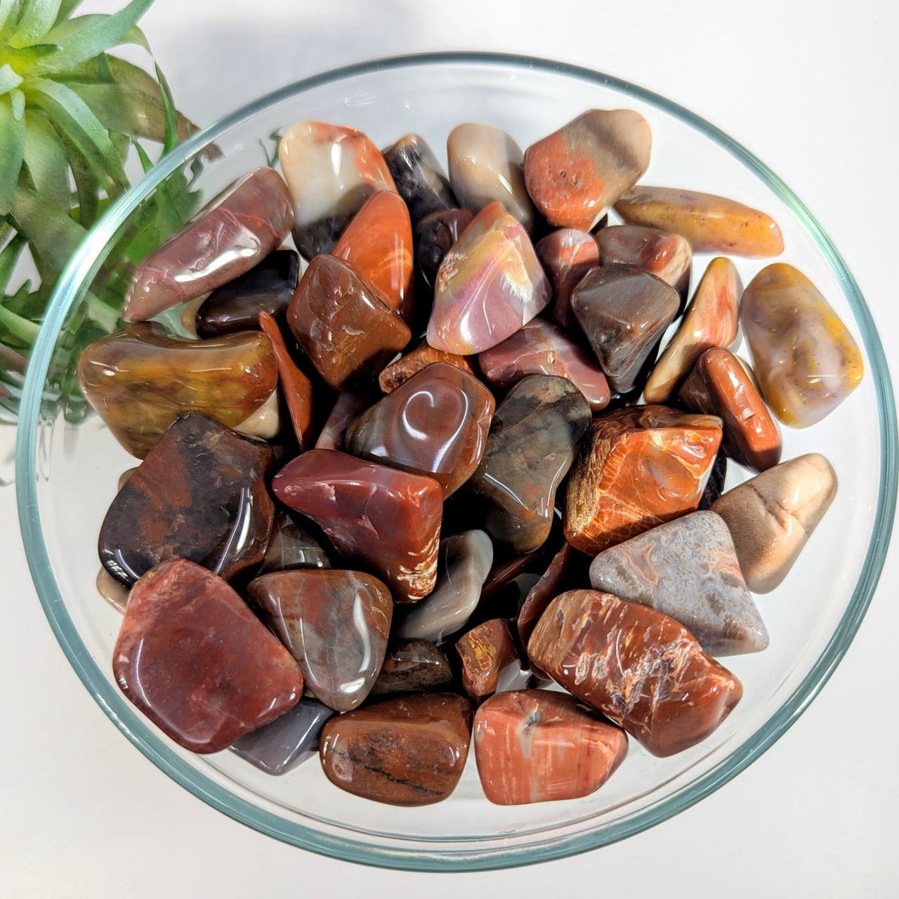 Petrified Wood Tumbled #P013 $3.95