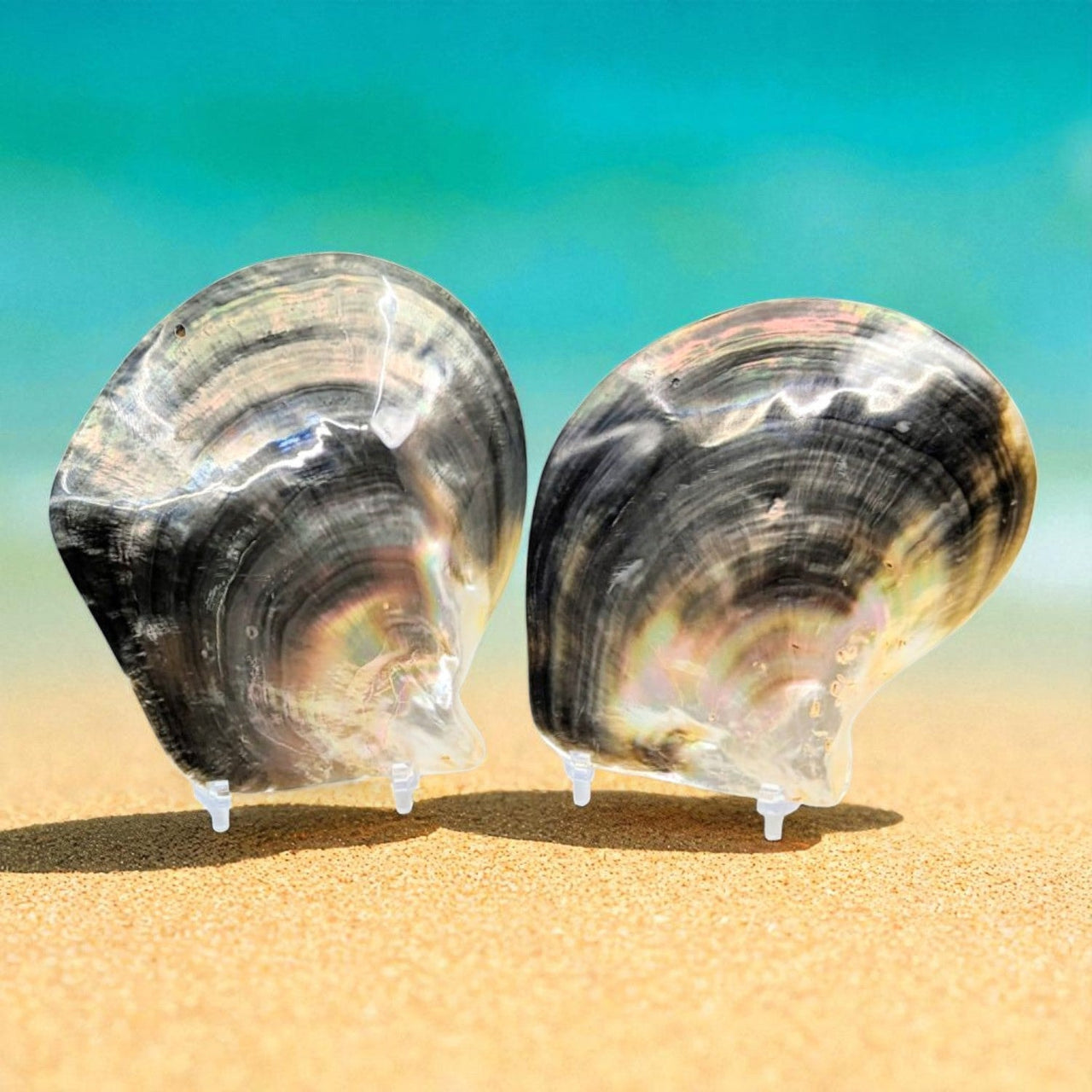 Polished smooth abalone shell LV4775 in black and white beach decor stand