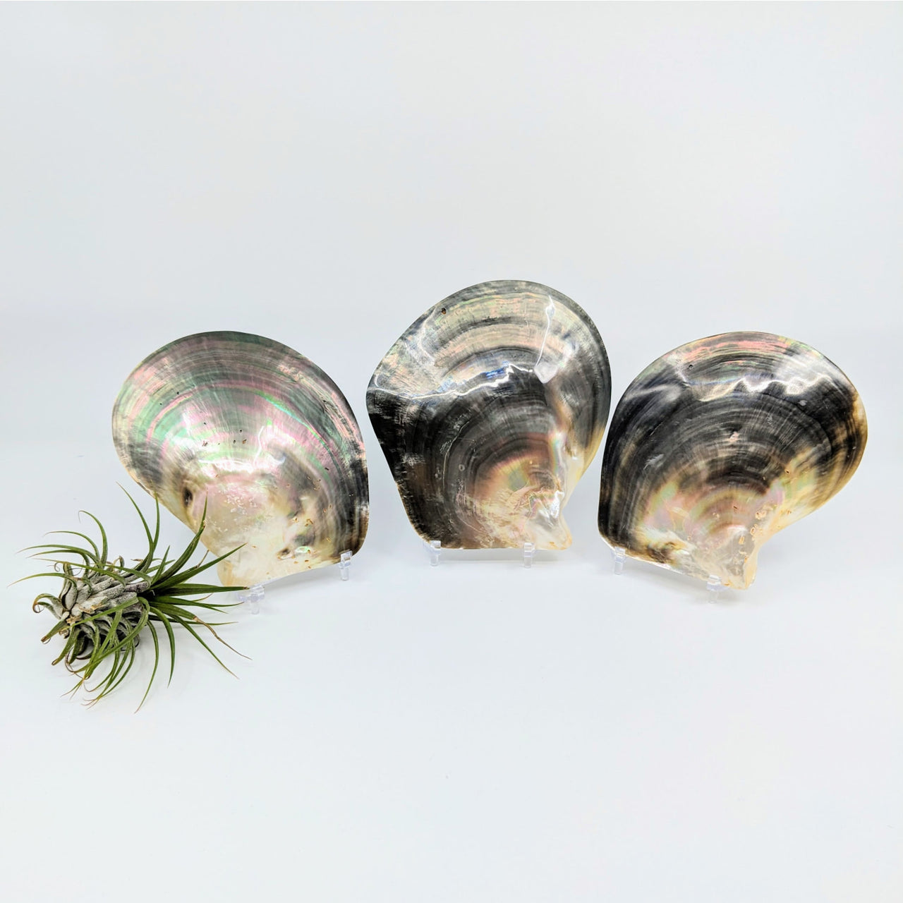 Glass bowls with small plant in Polished Smooth Abalone Shell #LV4775 display