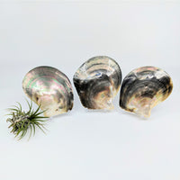 Thumbnail for Glass bowls with small plant in Polished Smooth Abalone Shell #LV4775 display
