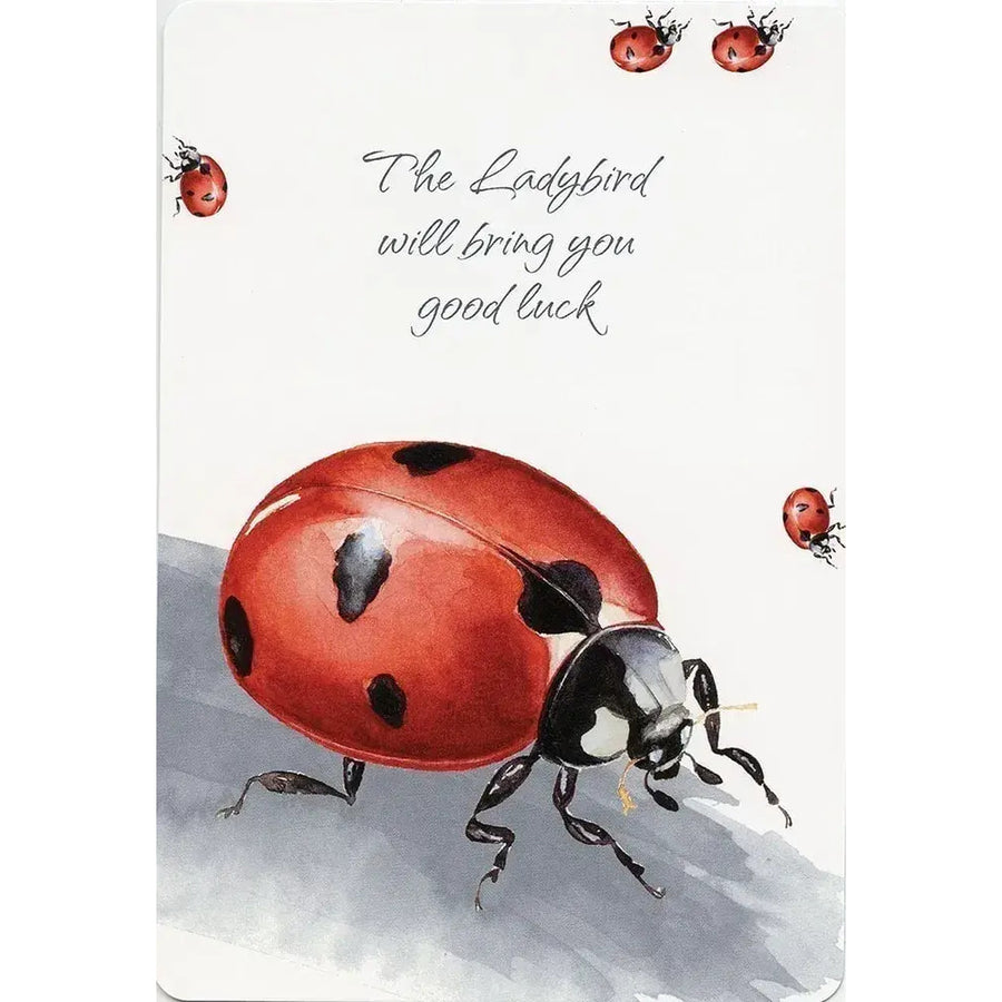 Ladybird with black spots walking on white surface from Power Animals Oracle Deck #PA49