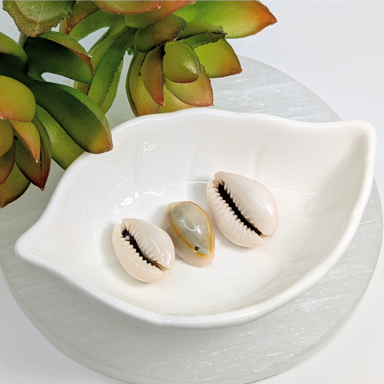 Three cowrie shells with black markings in a white ceramic dish for Puka Shell 20mm