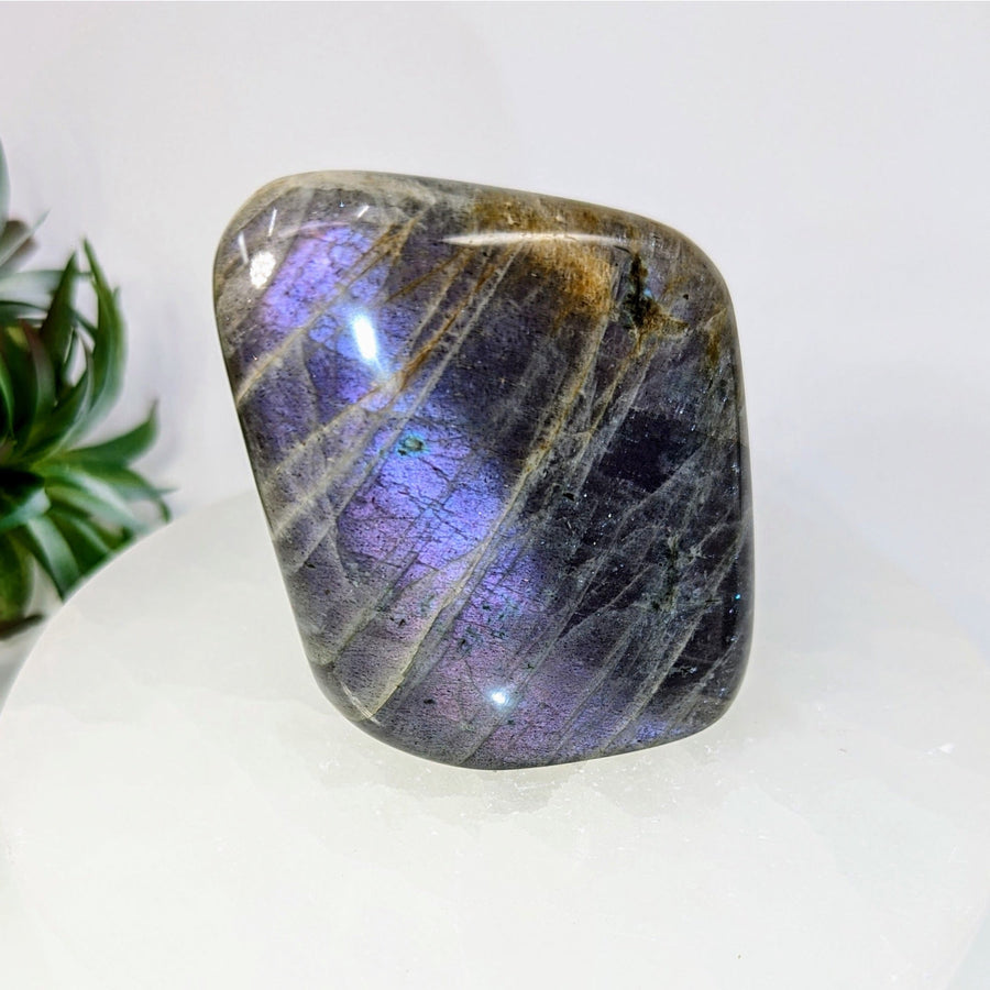 Polished Labradorite stone with vibrant purple and blue iridescence in a freeform shape