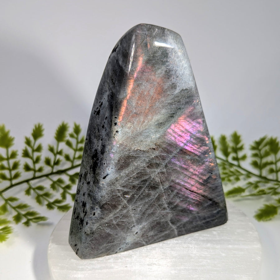 Purple Labradorite 4.5" Freeform #BC1515