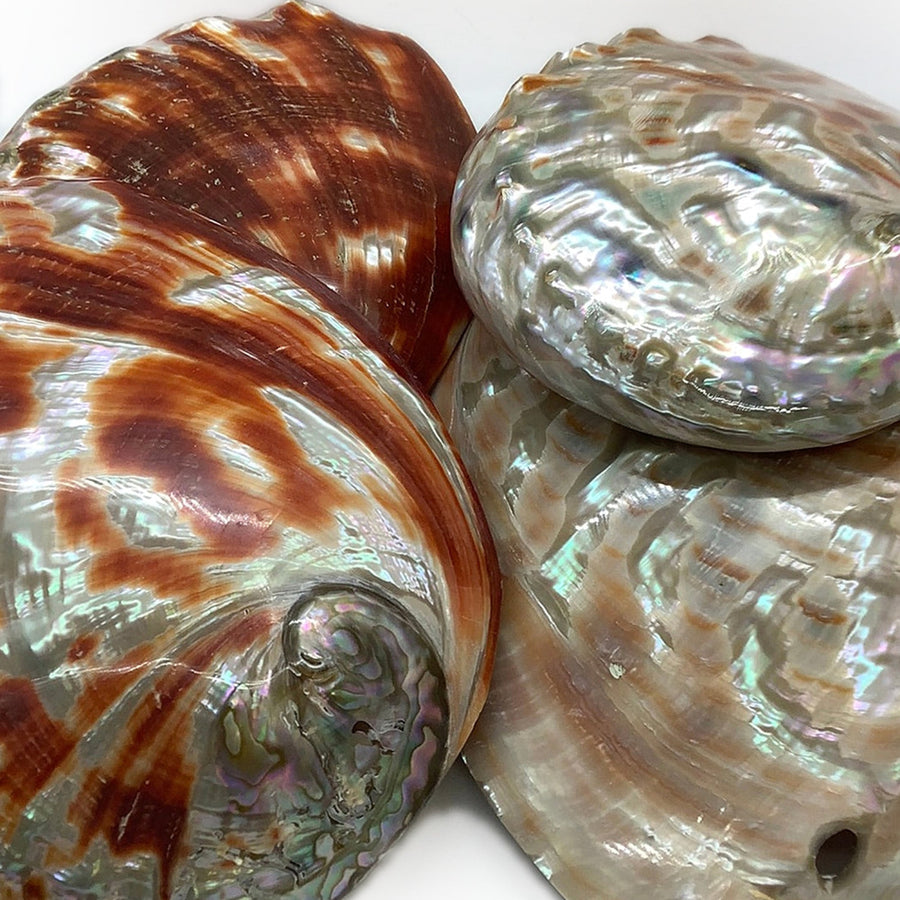 Red Abalone Shell Full Polished 6 for Smudging or Decor 