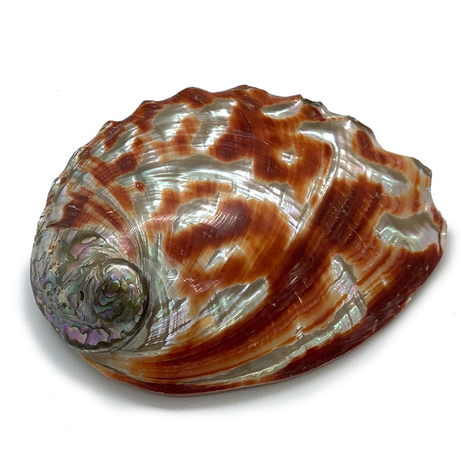 Red Abalone Shell Full Polished 6 for Smudging or Decor 