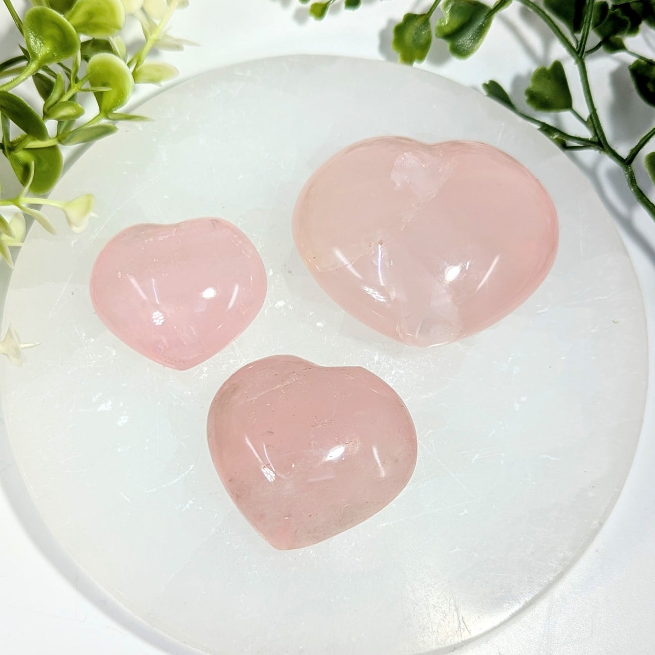 Three smooth translucent pink rose quartz hearts 1.8 to 2 inches on a white selenite plate product bc1360