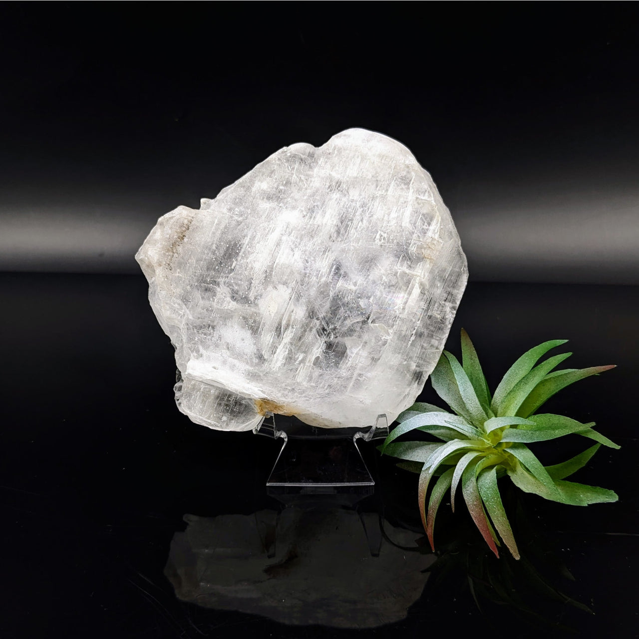 Raw crystalline Selenite specimen with air plant for item tier benefits #LV6818