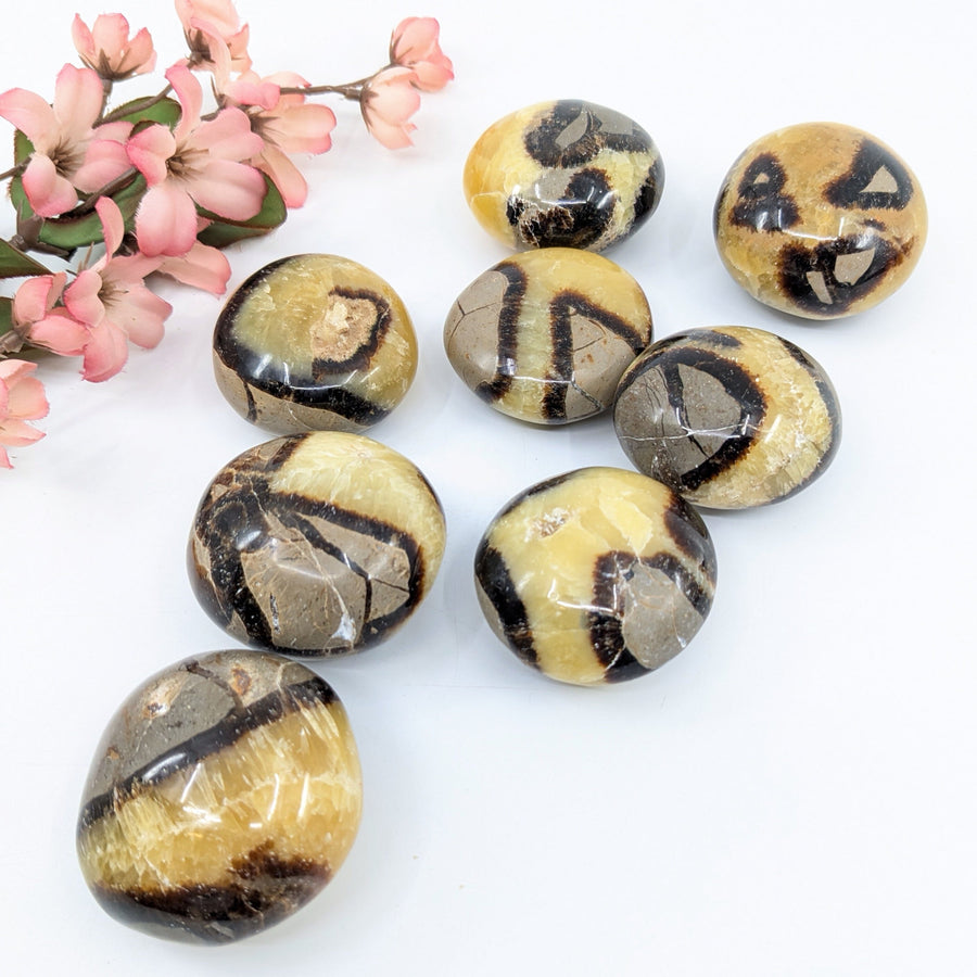 Septarian 1.7 - 2.3’’ Small Pebble #LV6681 - $12