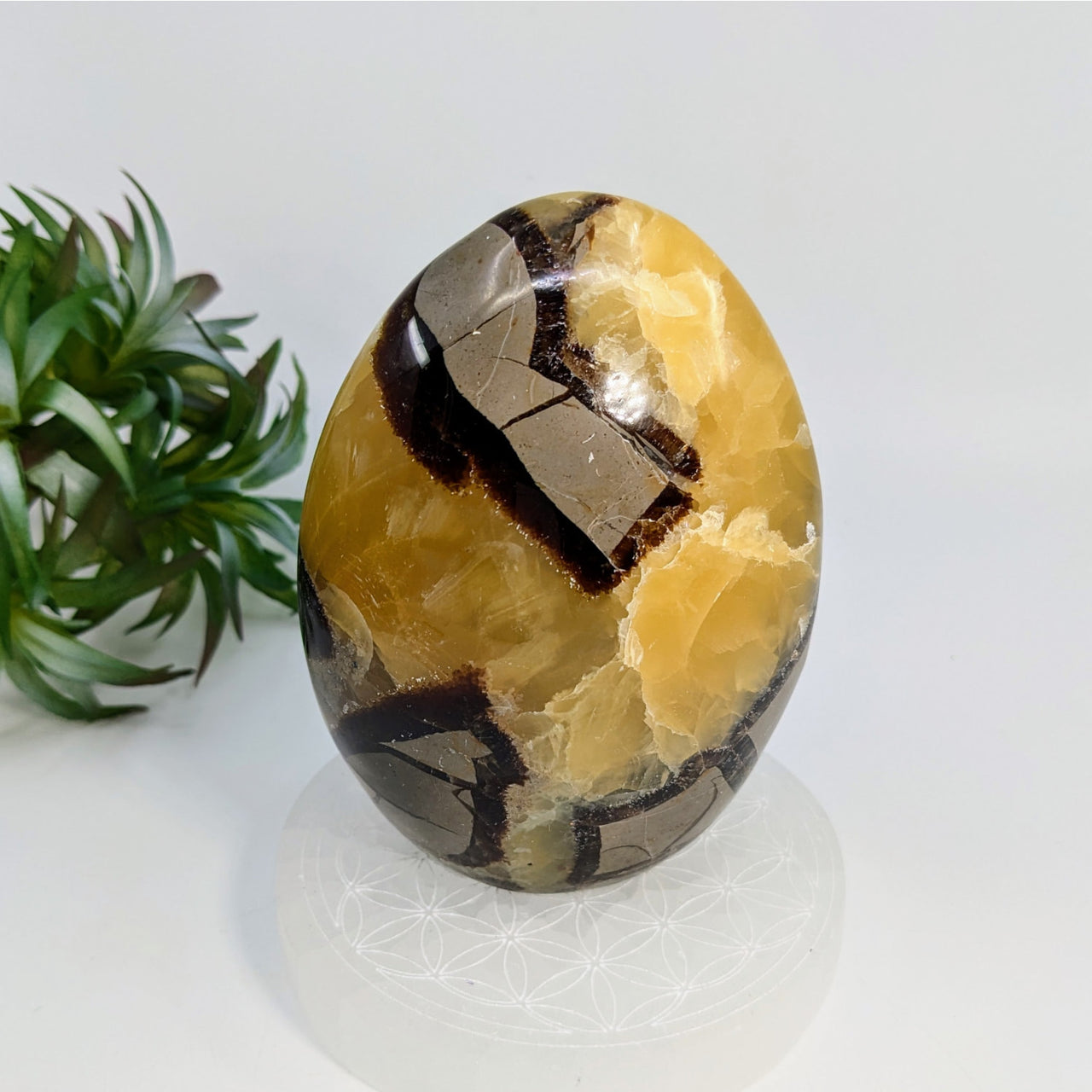 Polished Septarian stone egg with calcite and brown patterns for referral history reward notifications