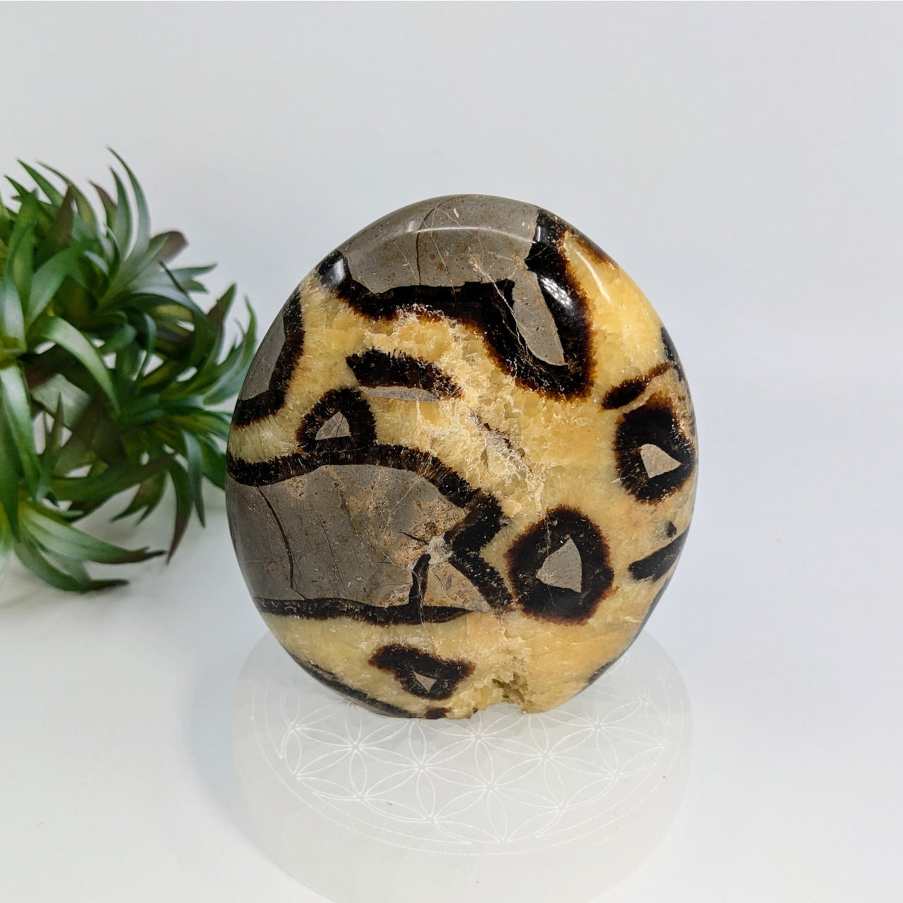 Round Septarian 4.2 inch freeform stone with black and beige leopard-print pattern