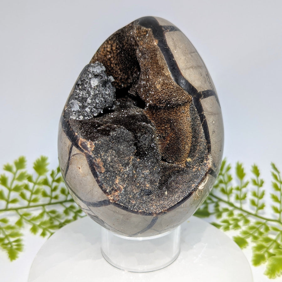 Polished 4.7’’ septarian dragon egg fossil #BC1239 with silver gloss and gold patterns