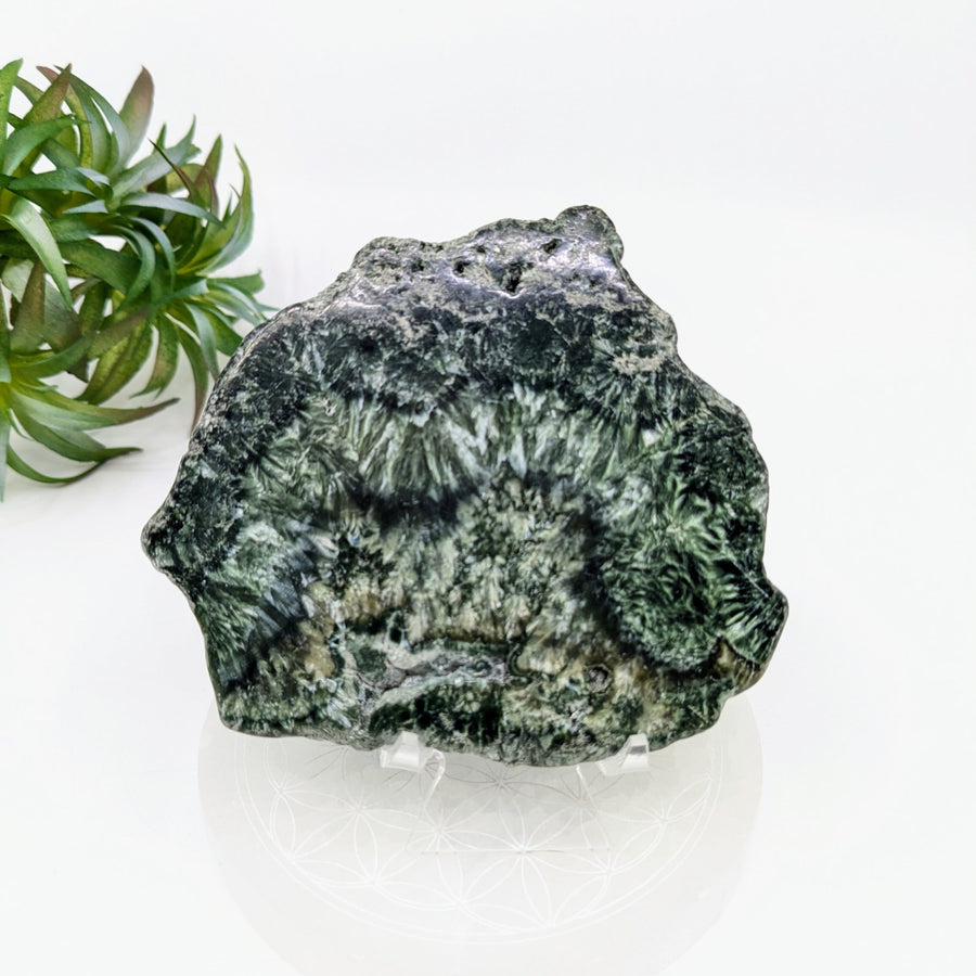 Green and white patterned Seraphinite mineral slab displayed in product Seraphinite 3.5 inch Slab #LV7602