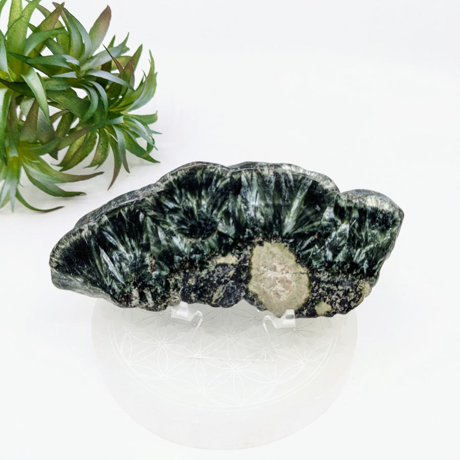 Green and white radiating mineral specimen in Seraphinite 4.5 inch Slab LV7601