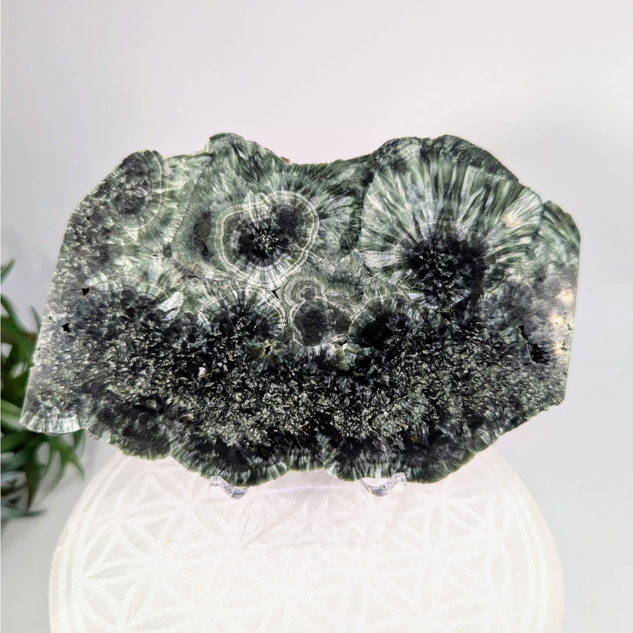 Green and black radiating mineral specimen for Seraphinite 4.7 inch Thin Slab LV8624