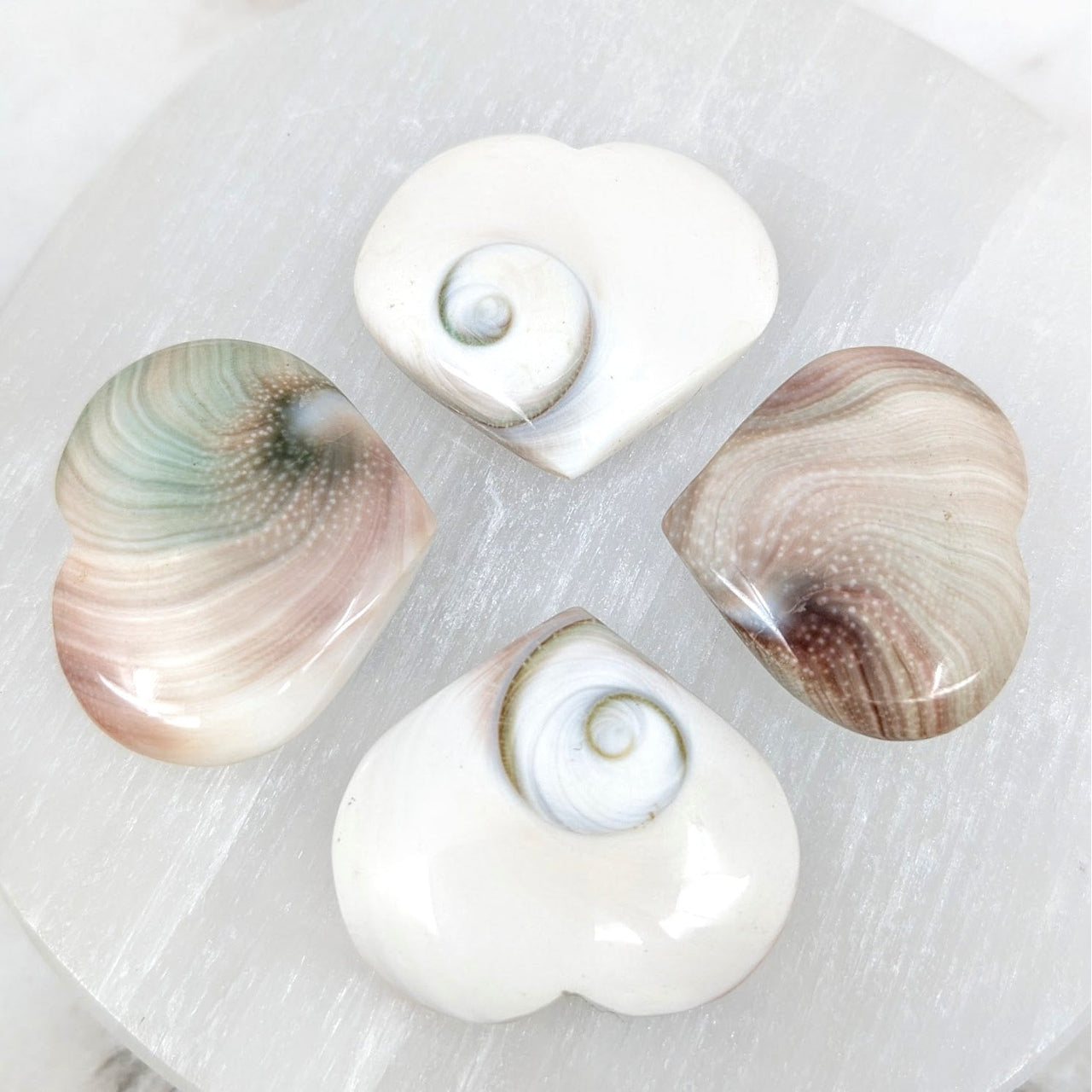 Three Shiva Eye Shells on White Background - Heart #LV4618, 1.1-1.4’ Size