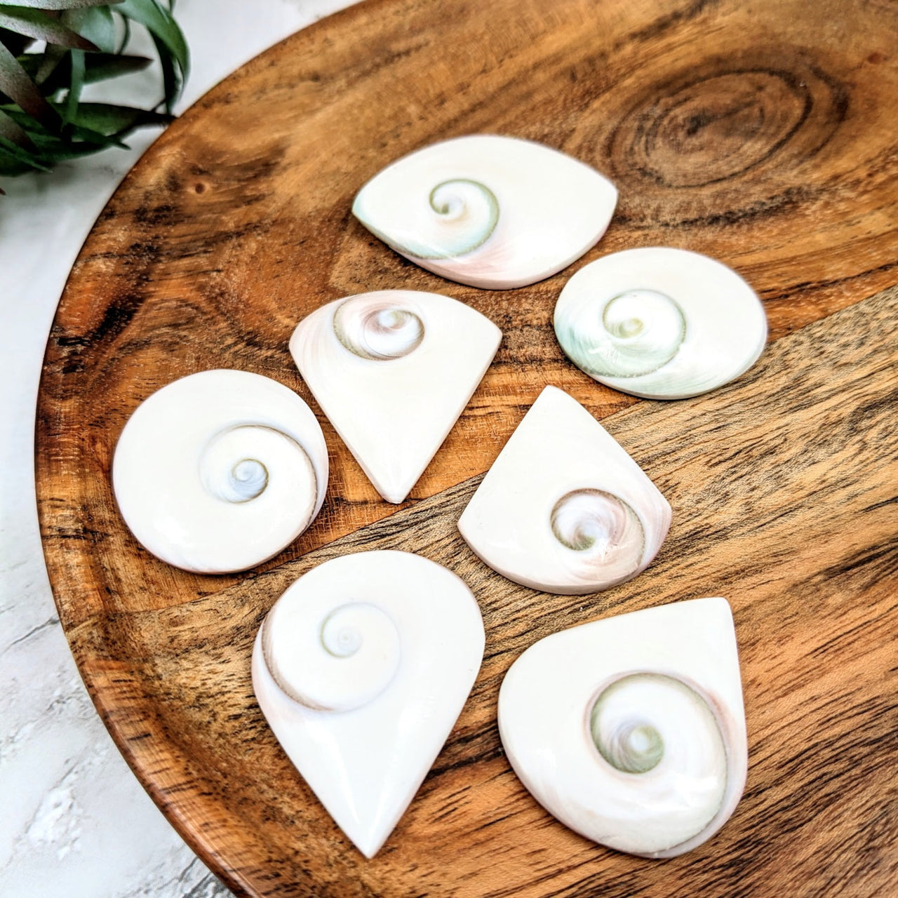 Shiva Eye Shell 2.7’ Multi-Shape on a wooden platt with white and green sea shells