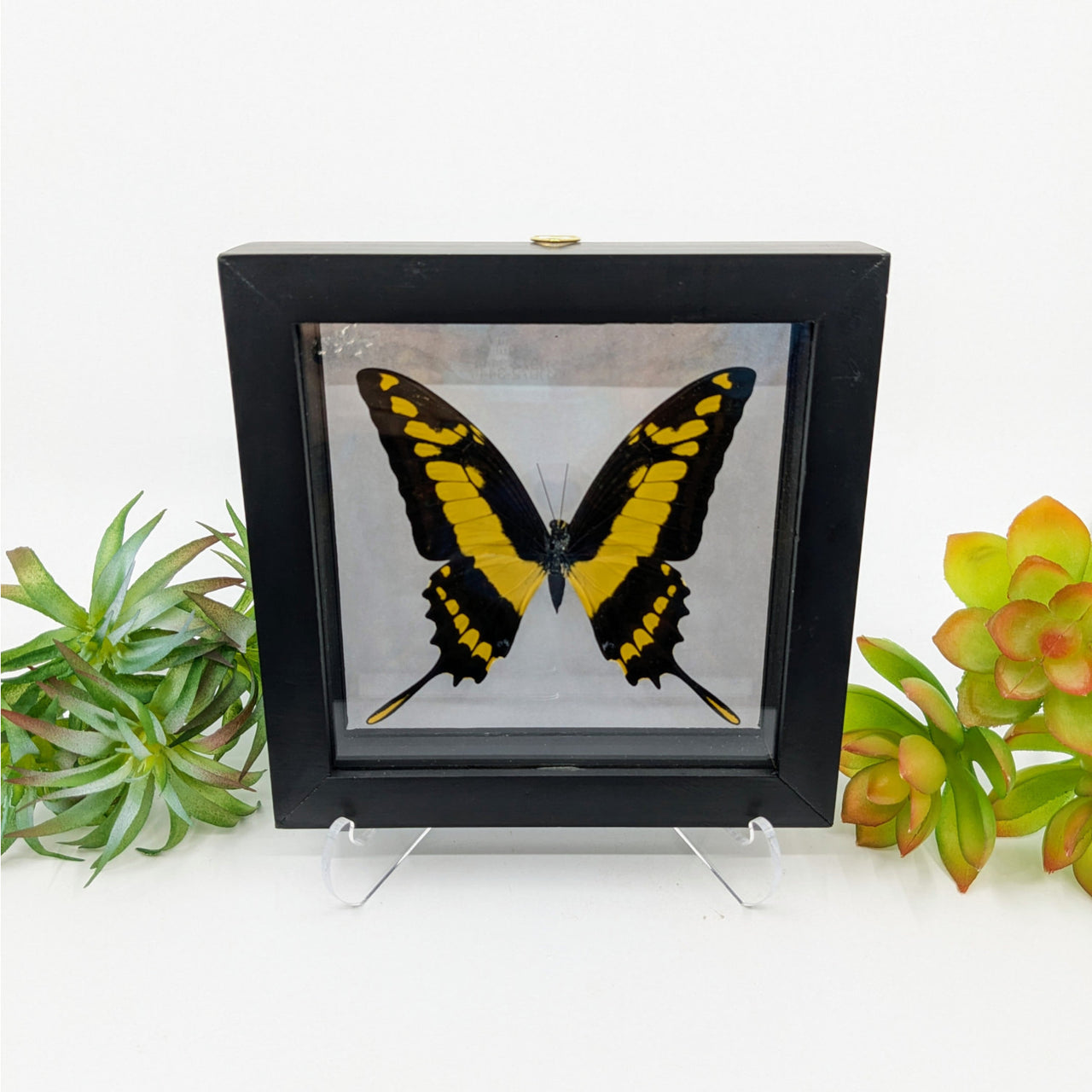 Single Butterfly in Black Small Frame Mixed Color #B1MED