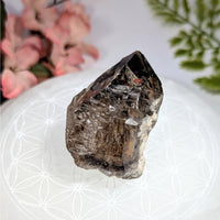 Smoky Quartz 2’’ Elestial Enhydro #BC0723 dark crystal on white surface