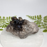 Smoky Quartz 3.5