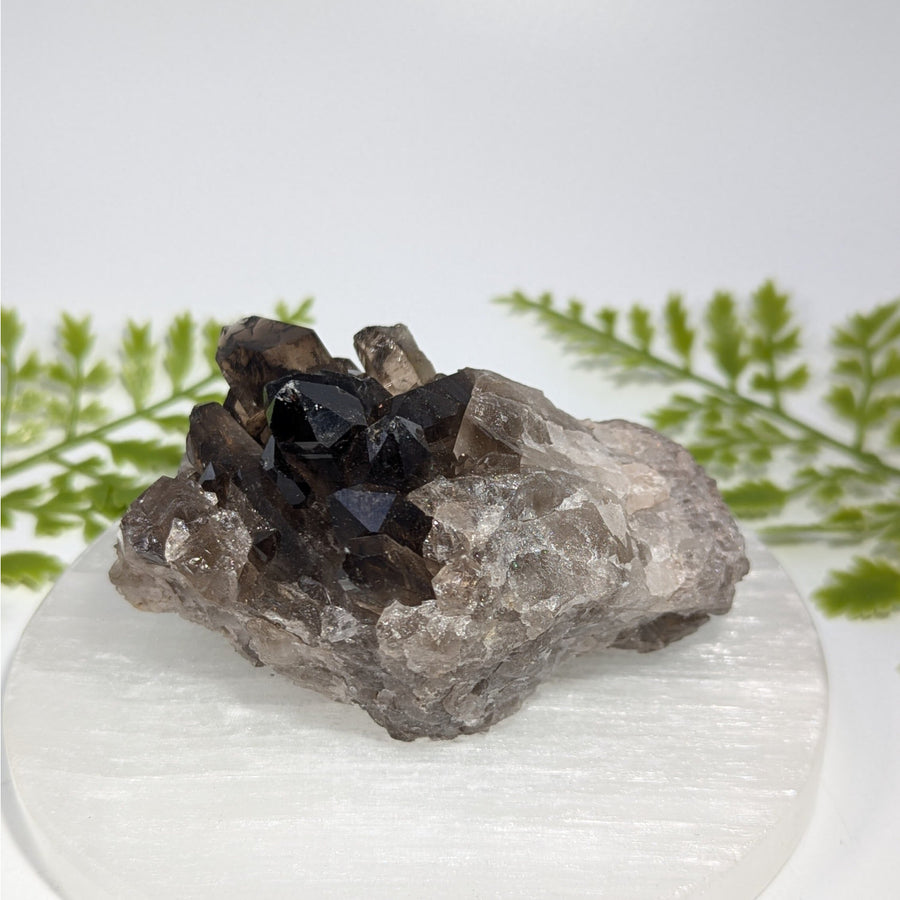 Smoky Quartz 3.5" Cluster #BC1492
