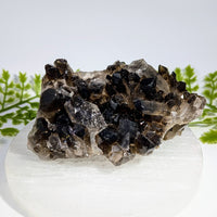 Smoky Quartz 4.4